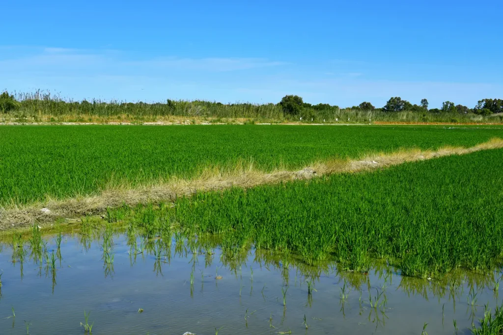 Arrozales en l'Albufera